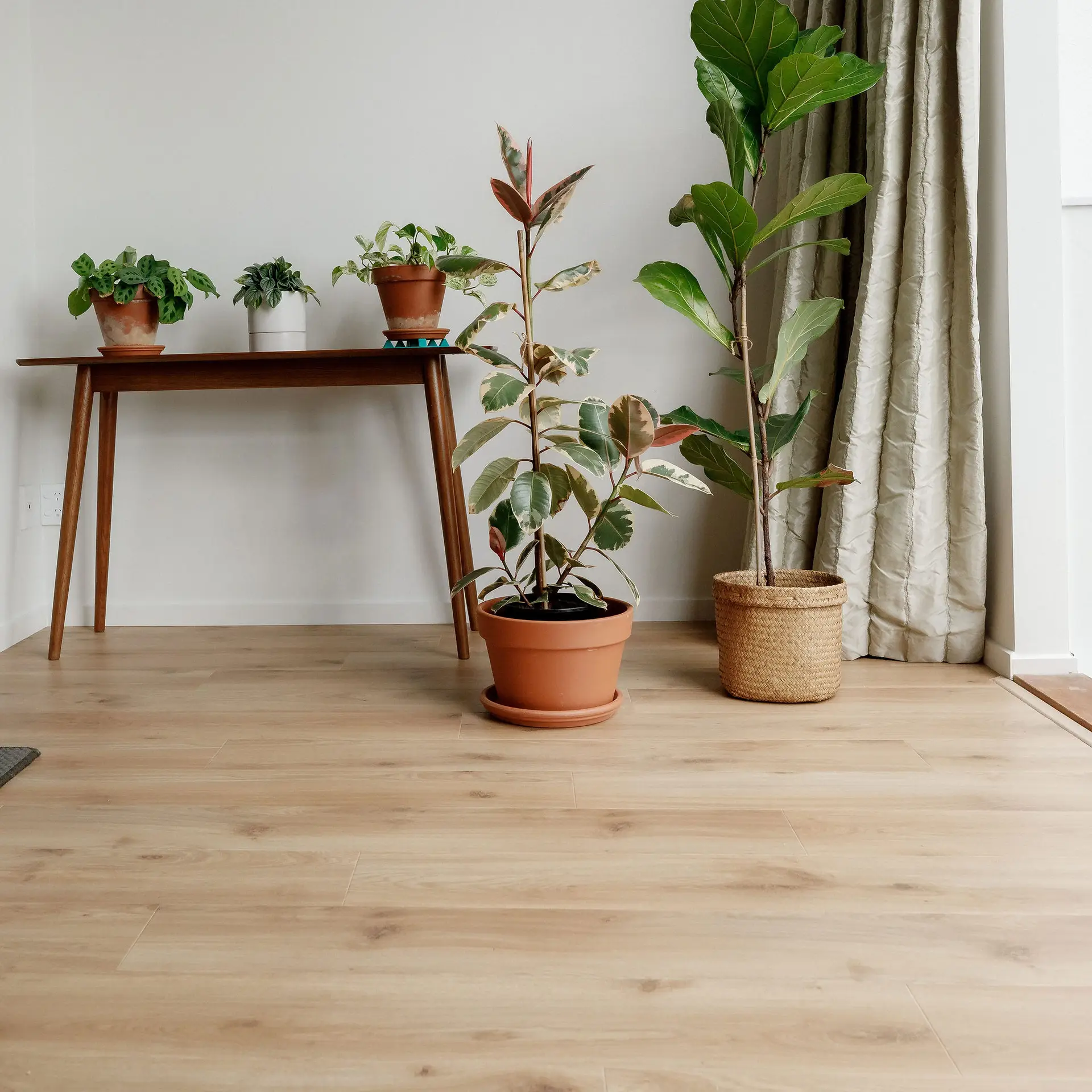 Oasis Standard - Image 1